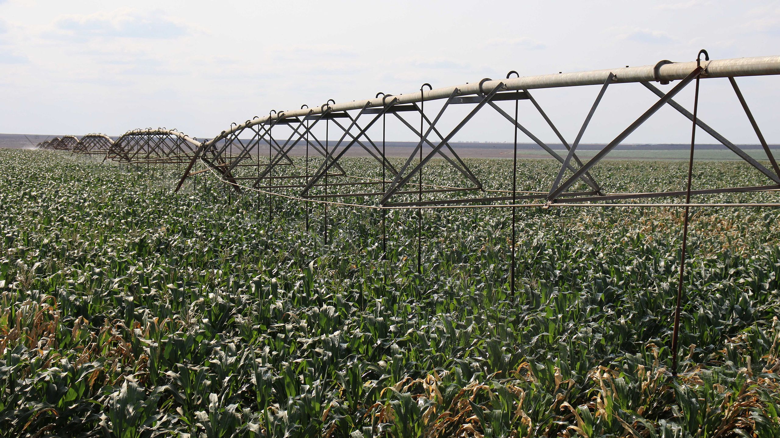Irrigation on a maize farm in Galana Kulalu, Tana River.