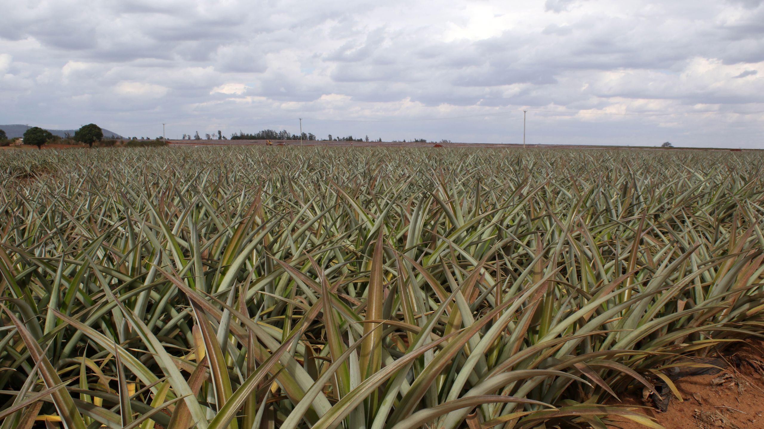 A pineapple plantation owned by Del Monte in Muka Mukuu, Kangundo.