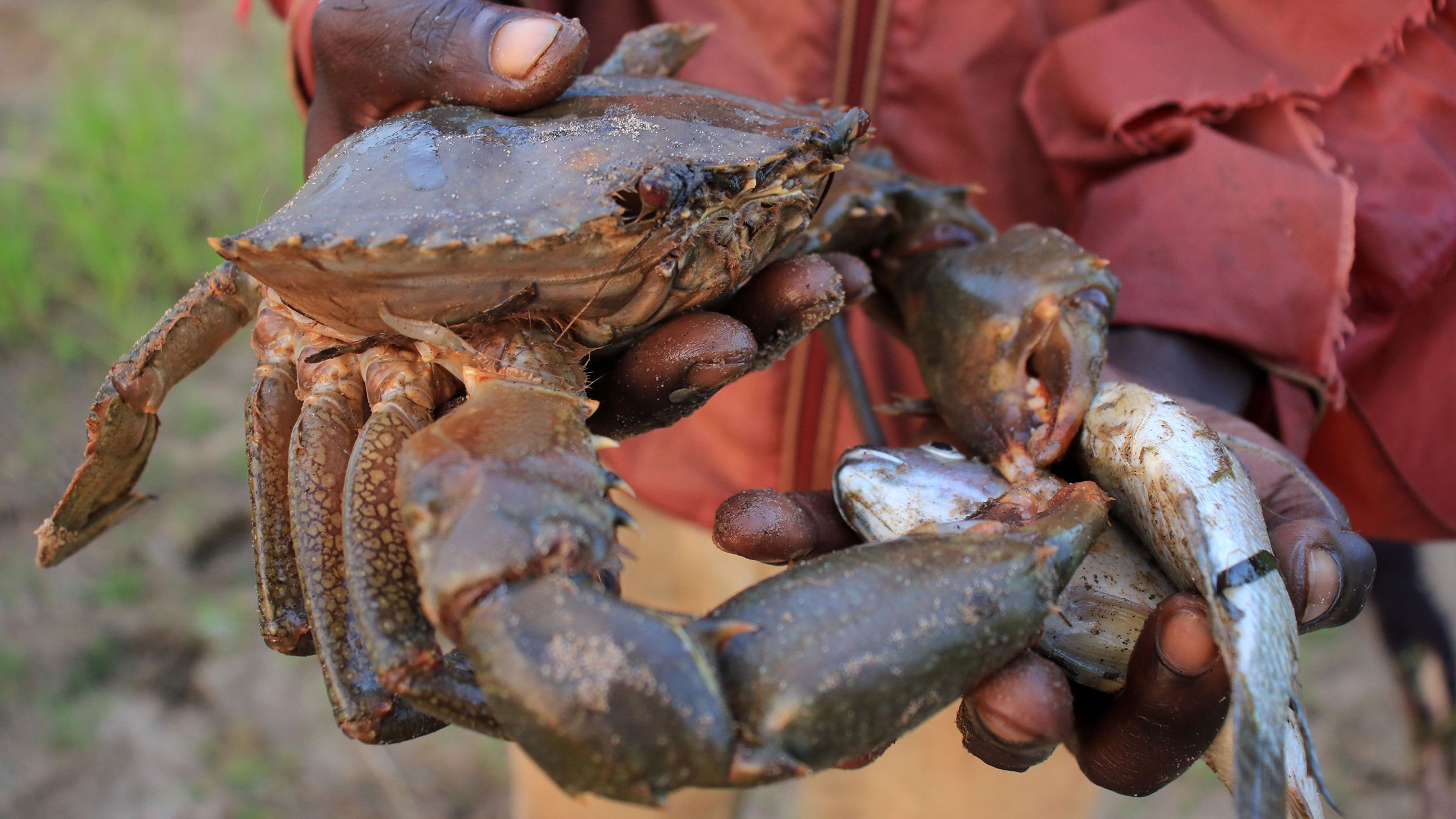 A fisherman displays his crab catch from Sabaki River in Malindi.