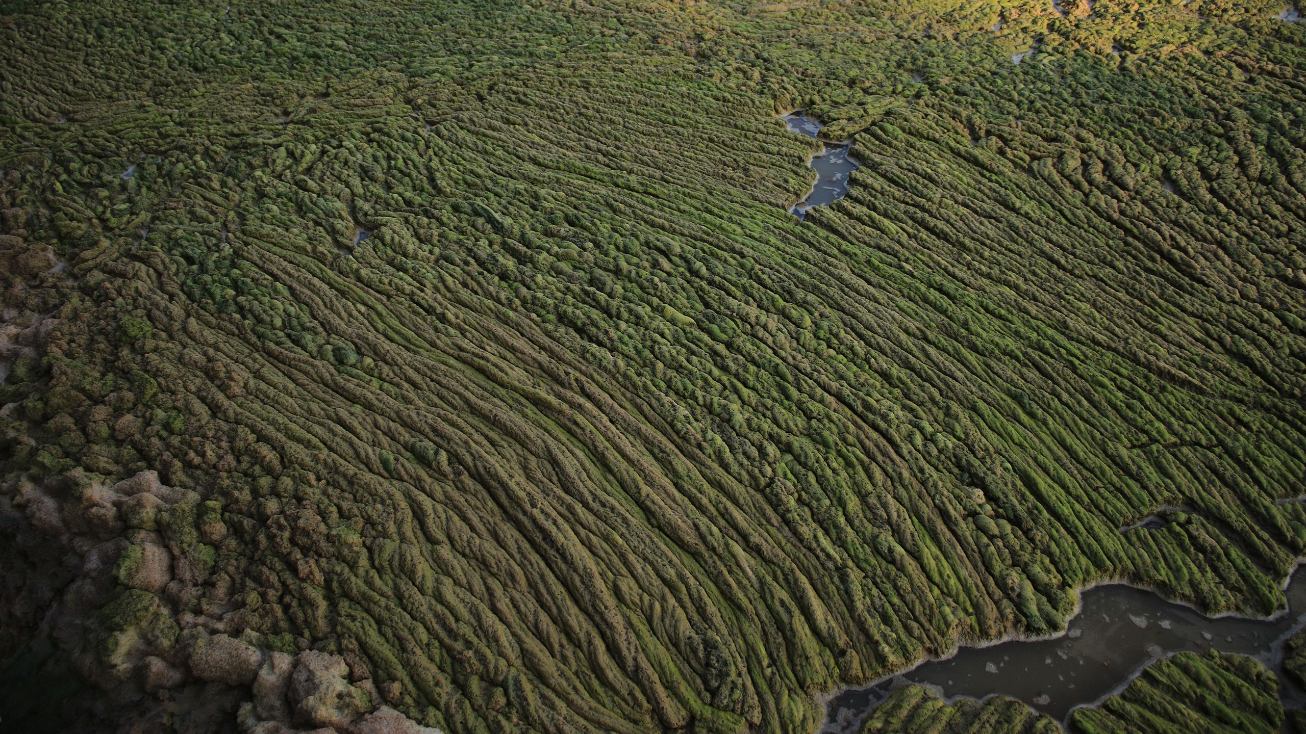 An algal bloom, a thick green layer of algae, on Sabaki River in Malindi.